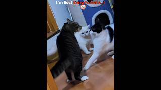 Last One Mastered in Kung Fu💀 #Shorts#Cats