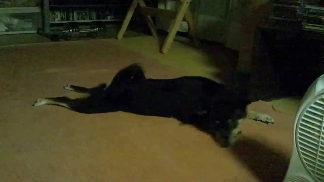 風呂に入れられて暴れる黒い犬 Youtube