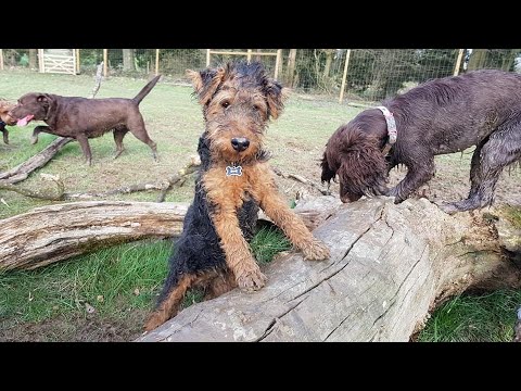 Video: Können wilde Katzen jemals wirklich gezähmt werden?