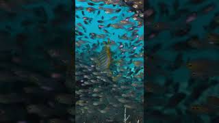 Oriental Sweetlip and Glass Fish in Indonesia #underwater #ocean  #coralreef #scubadiving