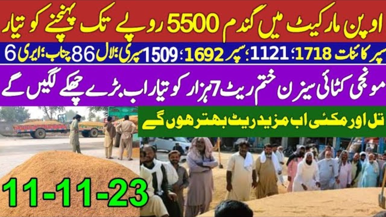 munji ka rate todaymonji rate todayMakki rate todaygandam rate today