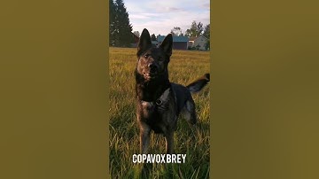 Copavox Brey - Vinha tottis 2022