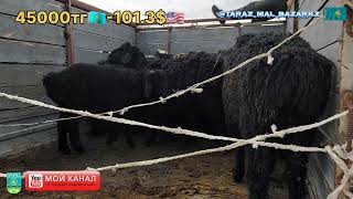 05/05/2024 Мал базар Тараз | Mal bazar | Қой ешкі бағасы ✅