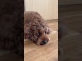 #shorts #toypoodle #cutedog #doglife