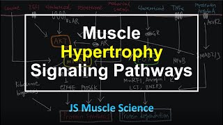Muscle Hypertrophy Signaling Pathways - JS Muscle Science