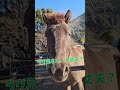 地面と一体化する引退競走馬とそれを見守る道産子。#引退馬牧場#引退馬支援