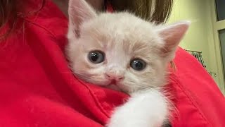 A kitten with a cleft lip but big personality by TinyPaws 751 views 12 days ago 1 minute, 23 seconds