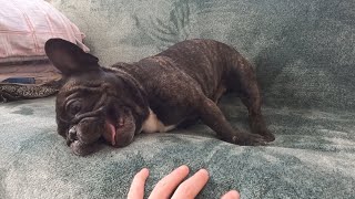 French bulldog refuses to get off the couch