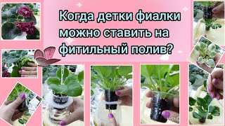 видео: Вовремя поставленная на фитильный полив детка фиалки зацветает уже через 6 месяцев от посадки листа. картинка: Вовремя поставленная на фитильный полив детка фиалки зацветает уже через 6 месяцев от посадки листа.