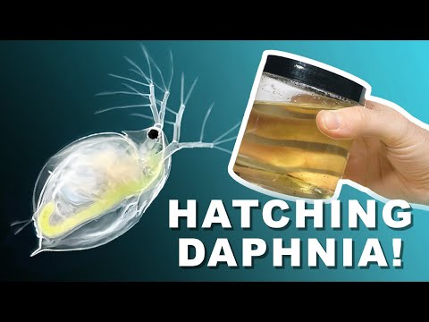 Video: Daphnia ot yeyəndirmi?