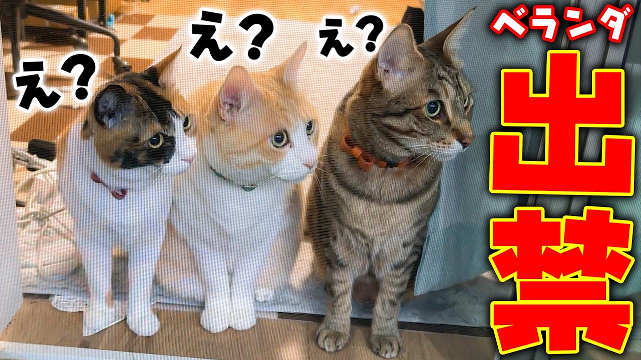 Actually, the cats were banned from the balcony. - YouTube