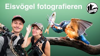 Eisvögel fotografieren - Tipps & Tricks für dein Erfolgserlebnis mit dem fliegenden Edelstein