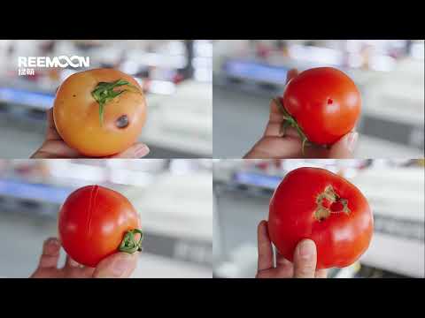 Reemoon Tomato Sorting Machine