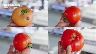 Reemoon Tomato Sorting Machine Net Worth