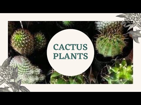 Cactus Plants