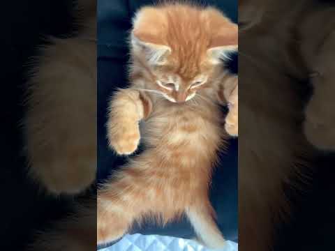 Cat Cute Kitten