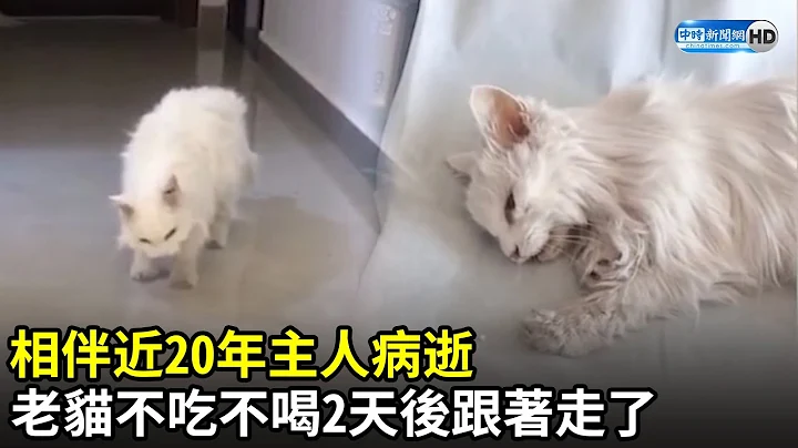 相伴近20年主人病逝　老貓不吃不喝2天後跟著走了｜中時新聞網 - 天天要聞