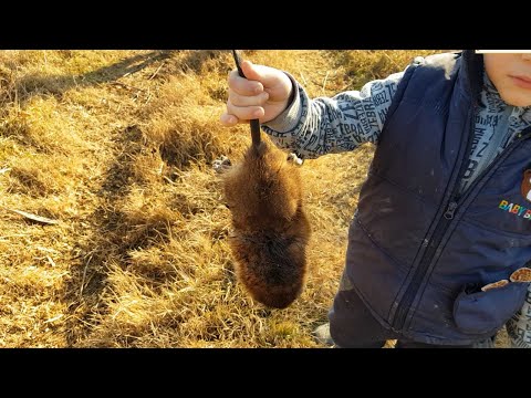 Video: Kako Uloviti Muskrat