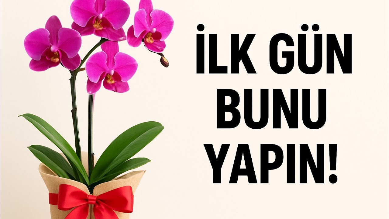 Первый уход за недавно купленными орхидеями! Сделайте это сейчас! До и после