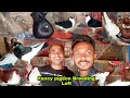 Good breeding progress of fancy pigeon with cheap price  fancy pigeon loft of parimal vai in india