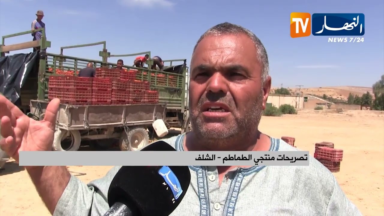 الشلف /  تواصل عملية جني الطماطم الصناعية  .. إنتاج متفاوت و رهان على وحدات التحويل