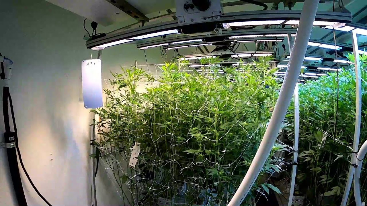 The Daily Dab + Defoliation Part 2