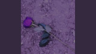 Colored Purple Roses
