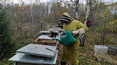 Белорусское Пчеловодство Bee&Ivtodi