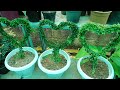 Angel vine plant / wire grass / Muehlenbeckia Comlexa care- Malayalam