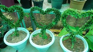 Angel vine plant / wire grass / Muehlenbeckia Comlexa care- Malayalam