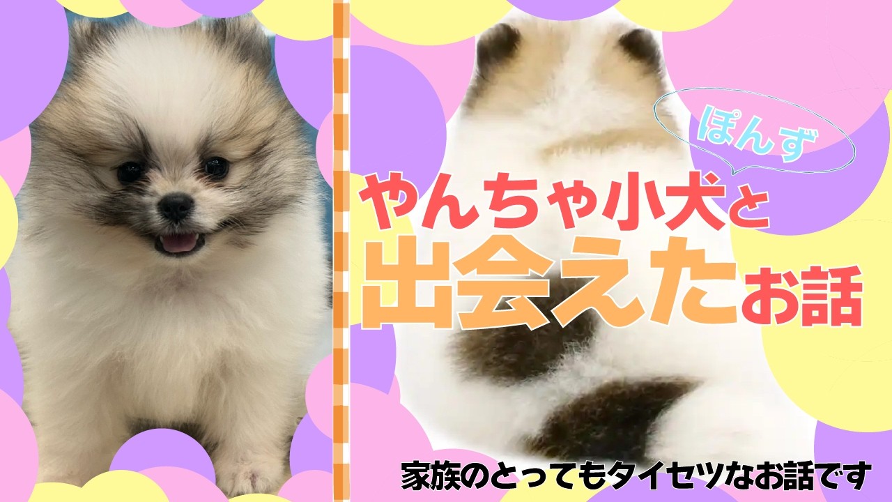 やんちゃ子犬との出会いからお迎えまでのお話 #ポメラニアン #dog #癒し #pomeranian #pomeranianpuppy #ポメラニアンパピー #puppy