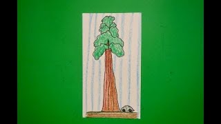 Easy to follow directions, using right brain drawing techniques,
showing how draw a ca state redwood tree.