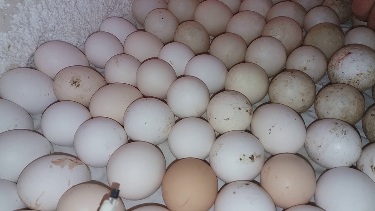 Инкубация яйца утки. Яйца мускусных уток. Инкубационное яйцо индоутки. Инкубационные яйца гусиные Утиные. Инкубационное яйцо закладка в инкубатор.