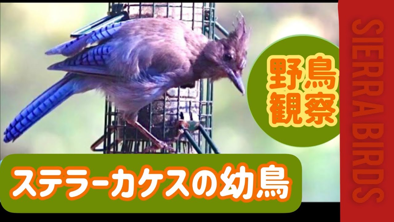 野鳥観察4k ステラーカケスの幼鳥 Juvenile Steller S Jay Youtube