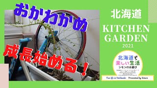How to grow Okawakame (Yunnan Baiyao) indoors? Bulbs have begun to