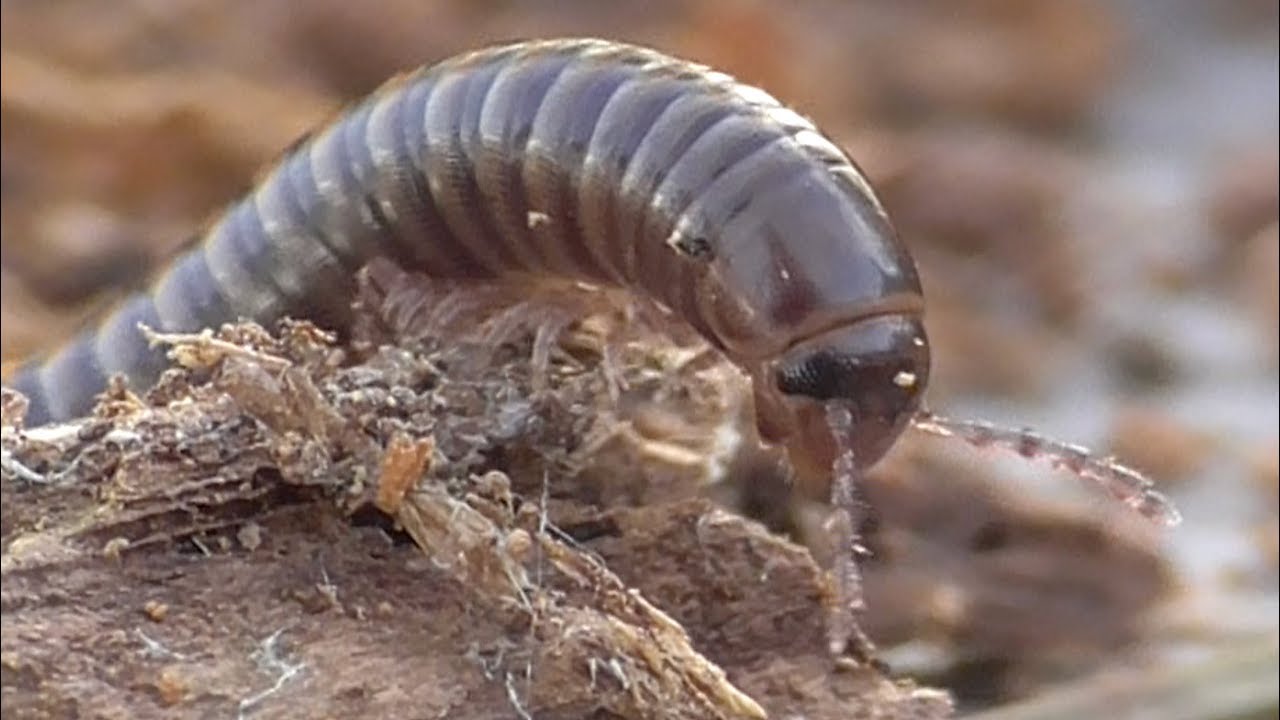 Myriapoda. Tausendfüßer. Eifel, Germany