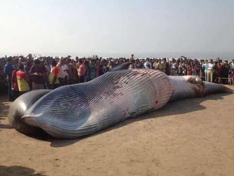 largest dolphin fish ever caught