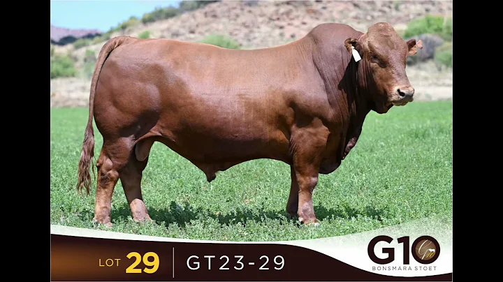 G10 Bonsmara Produksieveiling 2025