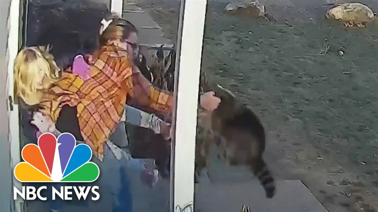 Watch: Wild Animal Attacks On Two Young Girls Caught On Camera