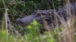 Wildlife corridor protects animals, people from climate change