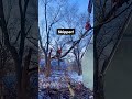Storm damage #arborist #dangerous #crane #heavyequipment #professional #treelife