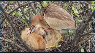 Mothers find it difficult to feed their children when their children are very hungry