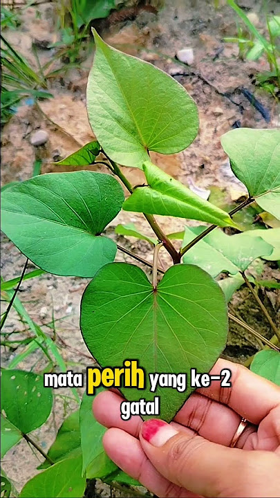 5 manfaat daun ubi jalar #tips #tipspraktis #ubijalar #obatkesehatan