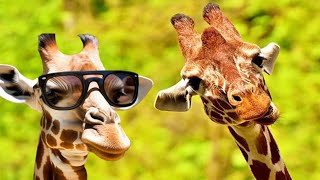 Jaw-Dropping Secrets of the Wacky Giraffe Revealed