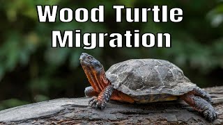 HOW WOOD TURTLES HIBERNATE Wealth
