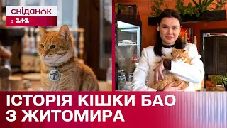 Знайшла прихисток у кав'ярні: історія безпритульної кішки Бао