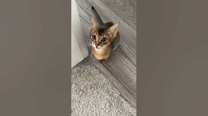 Video 1315251: abyssinian kitten, beautiful abyssinian, kitten meow beautiful