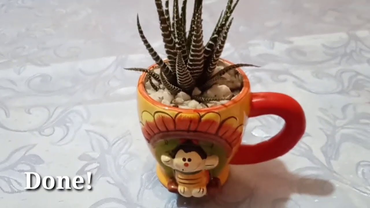 ZEBRA PLANT / REPOTTING ZEBRA PLANT/ Lanzo Nez YouTube