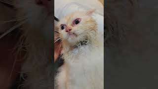 wags grooming services and pet supplies for dodong cloud #youtubeshorts #cutecat #catlovers