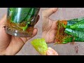 The Most Powerful And Fast Natural Hormone To Propagate Snake Plants In Water